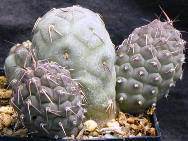 Tephrocactus_geometricus_1